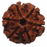 6 mukhi Rudraksha
